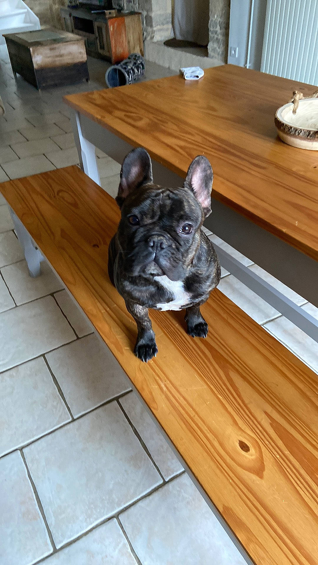 Maya participe au concours pour gagner de l'argent avec cette photo : canidae, carnivore, companion_dog, dog, dog_breed, fawn, floor, flooring, hardwood, laminate_flooring, sculpture, snout, sporting_group, table, tail, toy_dog, whiskers, wood, wood_stain, working_animal