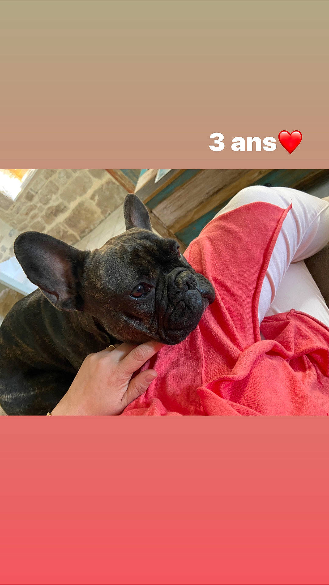 Maya a rejoint le concours — aidez-le/la à gagner de superbes lots ! bulldog, canidae, carnivore, comfort, companion_dog, dog, dog_breed, ear, fawn, magenta, pug, sitting, sleeve, snout, sporting_group, terrestrial_animal, toy_dog, whiskers, working_animal, wrinkle