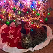 Bailey joined the competition — help win amazing prizes! cat, tabby_cat, christmas_tree, christmas_lights, ornaments, tree_skirt, holiday, festive, indoor, decorations, red, green, yellow, colorful, cozy, pet, animal, fur, resting, carpet