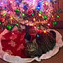 cat, tabby_cat, christmas_tree, christmas_lights, ornaments, tree_skirt, holiday, festive, indoor, decorations, red, green, yellow, colorful, cozy, pet, animal, fur, resting, carpet