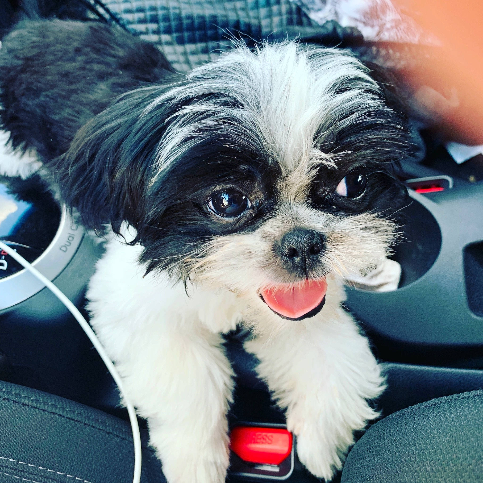 Obi is registered to the contest to win money with this photo: canidae, carnivore, chinese_imperial_dog, companion_dog, dog, dog_breed, kyi_leo, lowchen, mal_shi, maltepoo, maltese, mammal, morkie, non_sporting_group, puppy, puppy_love, rare_breed_dog, shih_tzu, snout, toy_dog