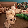 Kala participe au concours pour gagner de l'argent avec cette photo : dog, small_dog, fluffy, white_fur, upside_down, lounging, couch, leather, blanket, plush_toy, crocodile_toy, indoor, home, cozy, relaxed, funny_pose, pet, long_hair, portrait, adorable