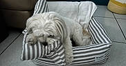 Kala a rejoint le concours — aidez-le/la à gagner de superbes lots ! dog, white_dog, small_dog, fluffy, sleeping, resting, pet, animal, dog_bed, striped_bed, cushion, paws, long_hair, indoors, tile_floor, furniture, basket, relaxed, cute, home