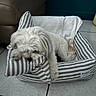 dog, white_dog, small_dog, fluffy, sleeping, resting, pet, animal, dog_bed, striped_bed, cushion, paws, long_hair, indoors, tile_floor, furniture, basket, relaxed, cute, home