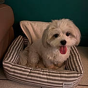 Kala a rejoint le concours — aidez-le/la à gagner de superbes lots ! dog, small_dog, fluffy, white_fur, pet, animal, tongue_out, sitting, dog_bed, striped_bed, couch, indoor, home, carpet, tile_floor, dark_background, portrait, cute, relaxed, photography