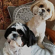 Juno Et Pablo a rejoint le concours — aidez-le/la à gagner de superbes lots ! animal, black_and_white, blanket, chair, companion, cozy, cream, cute, decor, dog, face, fluffy, fur, furniture, home, indoor, looking, pet, portrait, two_dogs