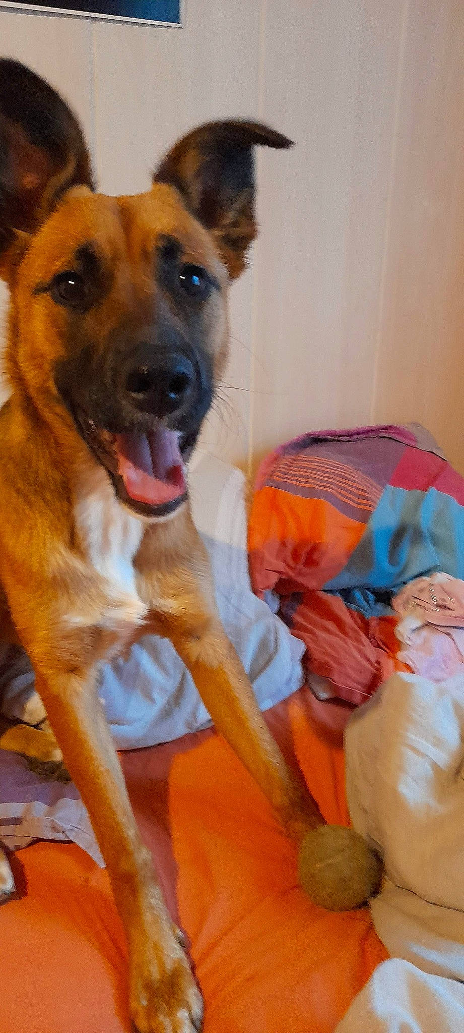 Mila a rejoint le concours — aidez-le/la à gagner de superbes lots ! canidae, carnivore, collar, comfort, companion_dog, dog, dog_breed, dog_supply, fawn, fur, guard_dog, herding_dog, orange, paw, snout, sporting_group, street_dog, whiskers, working_animal, working_dog