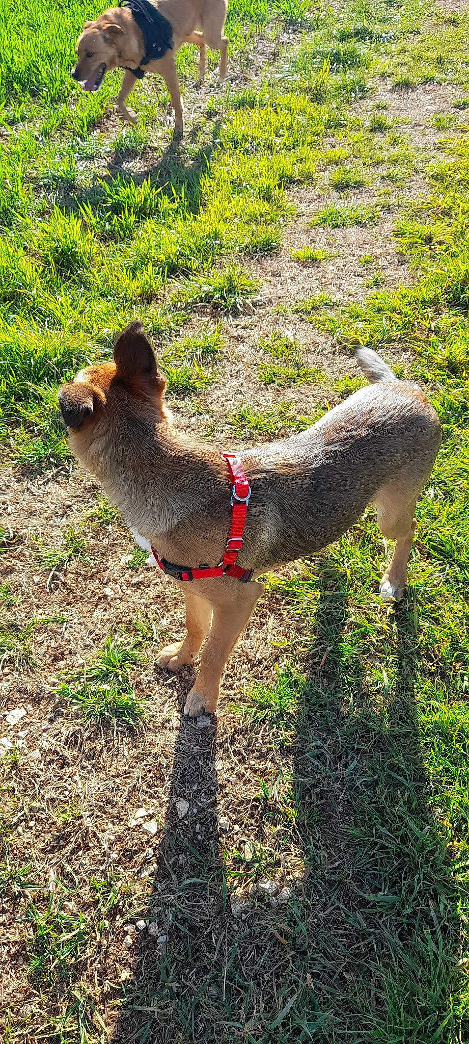Mila a rejoint le concours — aidez-le/la à gagner de superbes lots ! collar, dog_breed, fawn, felidae, fur, goat, grass, groundcover, human_leg, leash, livestock, plant, sheep, small_to_medium_sized_cats, snout, sporting_group, tail, terrestrial_animal, tree, working_animal