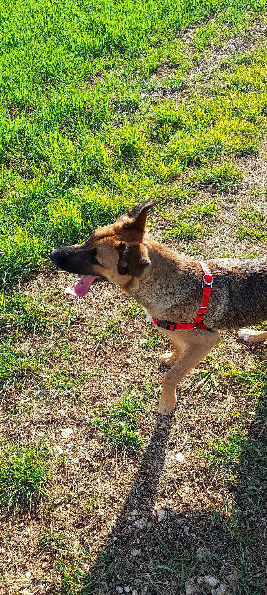 Mila participe au concours pour gagner de l'argent avec cette photo : carnivore, collar, companion_dog, dog, dog_breed, dog_supply, fawn, german_shepherd_dog, grass, groundcover, leash, pet_supply, plant, recreation, snout, sporting_group, tail, terrestrial_animal, wildlife, working_animal