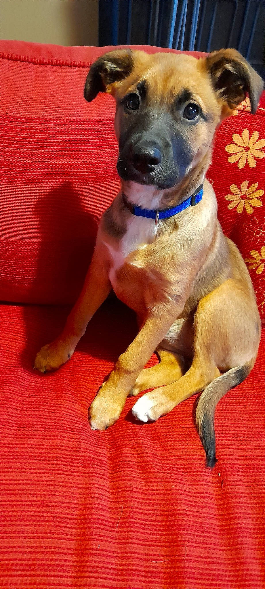 Mila a rejoint le concours — aidez-le/la à gagner de superbes lots ! canidae, carnivore, collar, companion_dog, dog, dog_breed, dog_clothes, dog_collar, dog_supply, fawn, guard_dog, hat, paw, pet_supply, snout, sporting_group, tail, whiskers, working_animal, working_dog