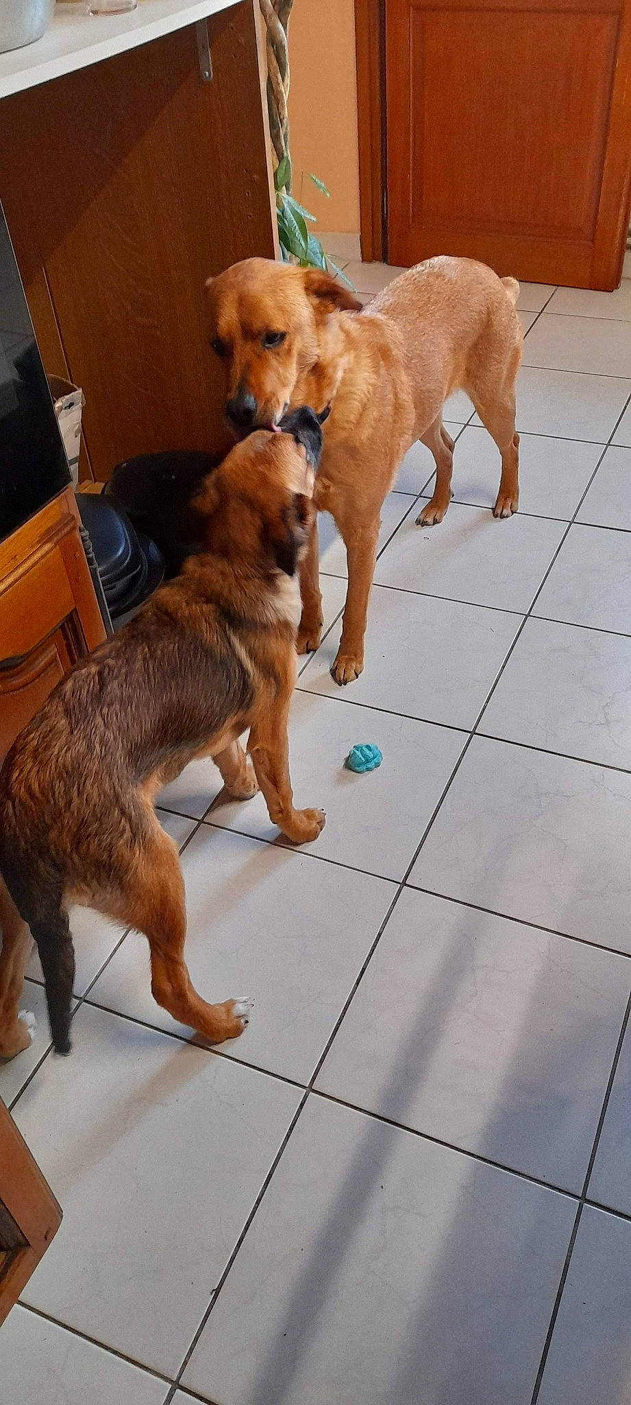 Limbo participe au concours pour gagner de l'argent avec cette photo : canidae, carnivore, collar, companion_dog, dog, dog_breed, fawn, floor, flooring, hardwood, paw, pet_supply, snout, sporting_group, tail, tile_flooring, working_animal, working_dog