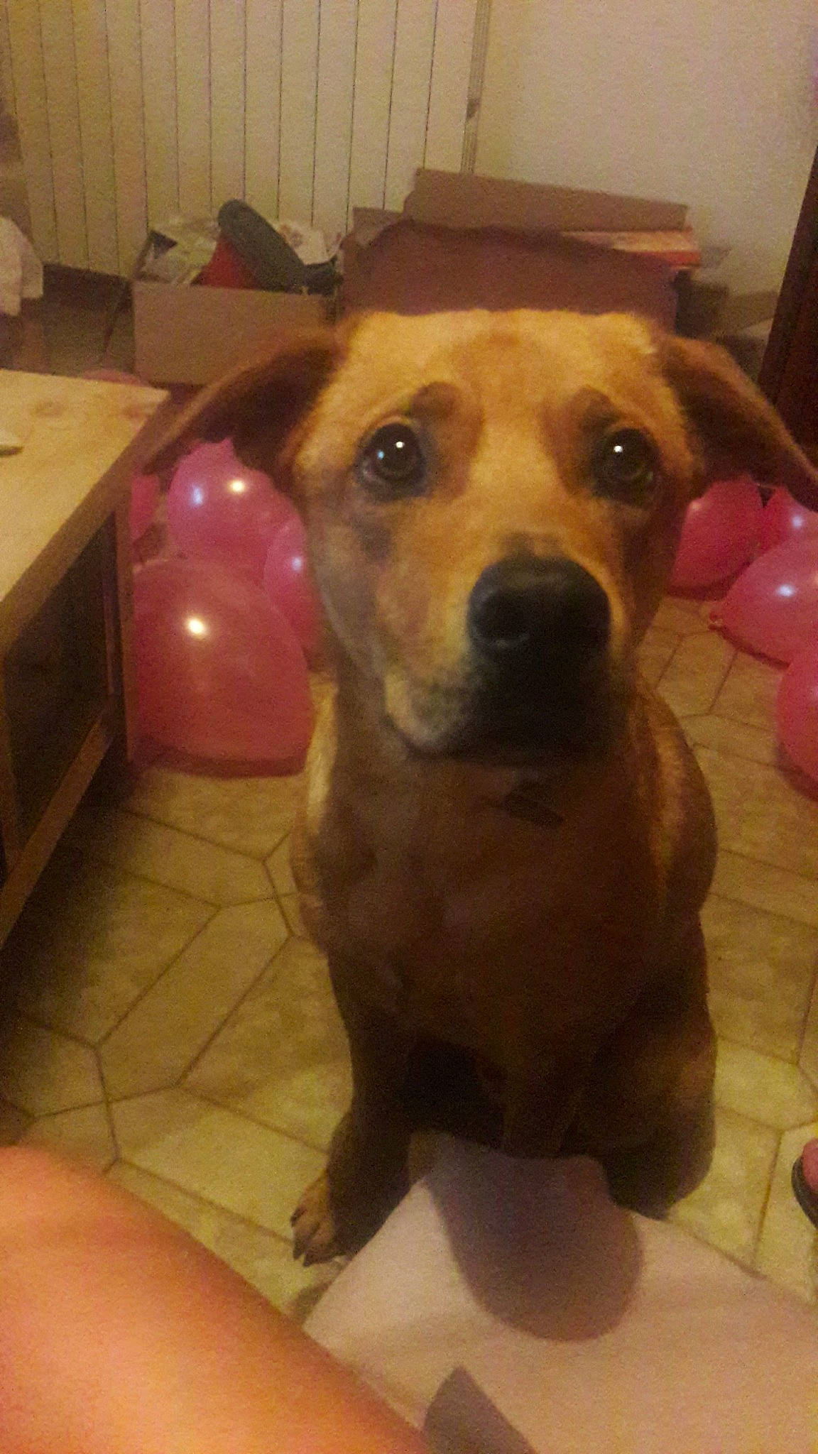 Limbo a rejoint le concours — aidez-le/la à gagner de superbes lots ! canidae, carnivore, companion_dog, dog, dog_breed, fawn, flooring, fur, guard_dog, liver, pet_supply, snout, sporting_group, whiskers, working_animal, working_dog