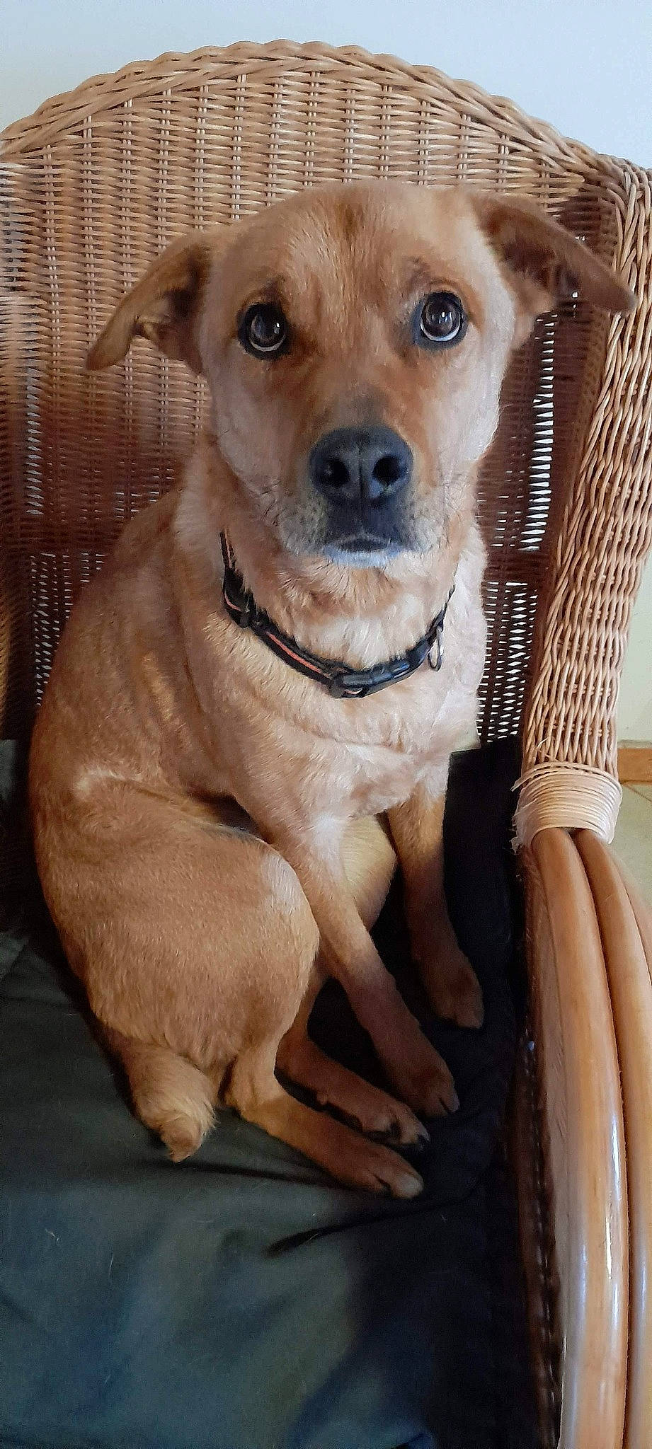 Limbo a rejoint le concours — aidez-le/la à gagner de superbes lots ! canidae, carnivore, collar, companion_dog, dog, dog_breed, dog_collar, fawn, firefighter, fur, photography, puppy, snout, sporting_group, terrestrial_animal, whiskers, wood, working_animal