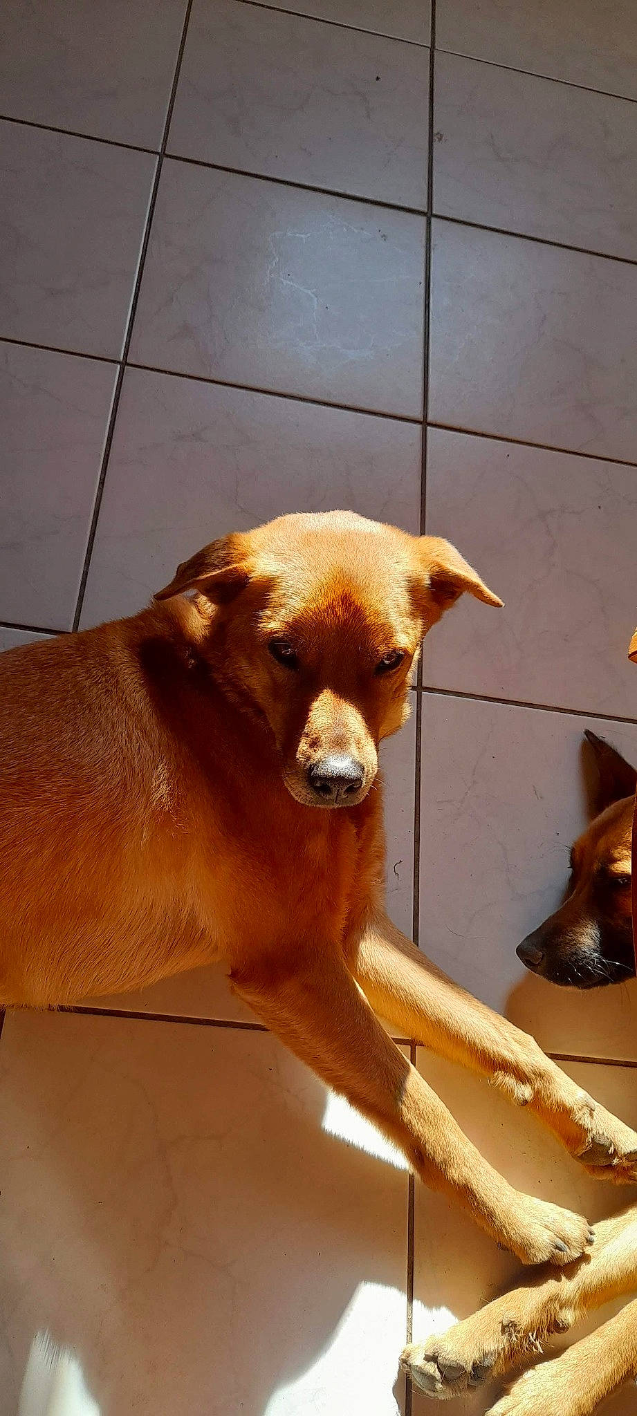 Limbo participe au concours pour gagner de l'argent avec cette photo : canidae, carnivore, collar, companion_dog, dog, dog_breed, dog_collar, dog_supply, fawn, flooring, fur, liver, paw, pet_supply, snout, sporting_group, tail, whiskers, wood, working_animal