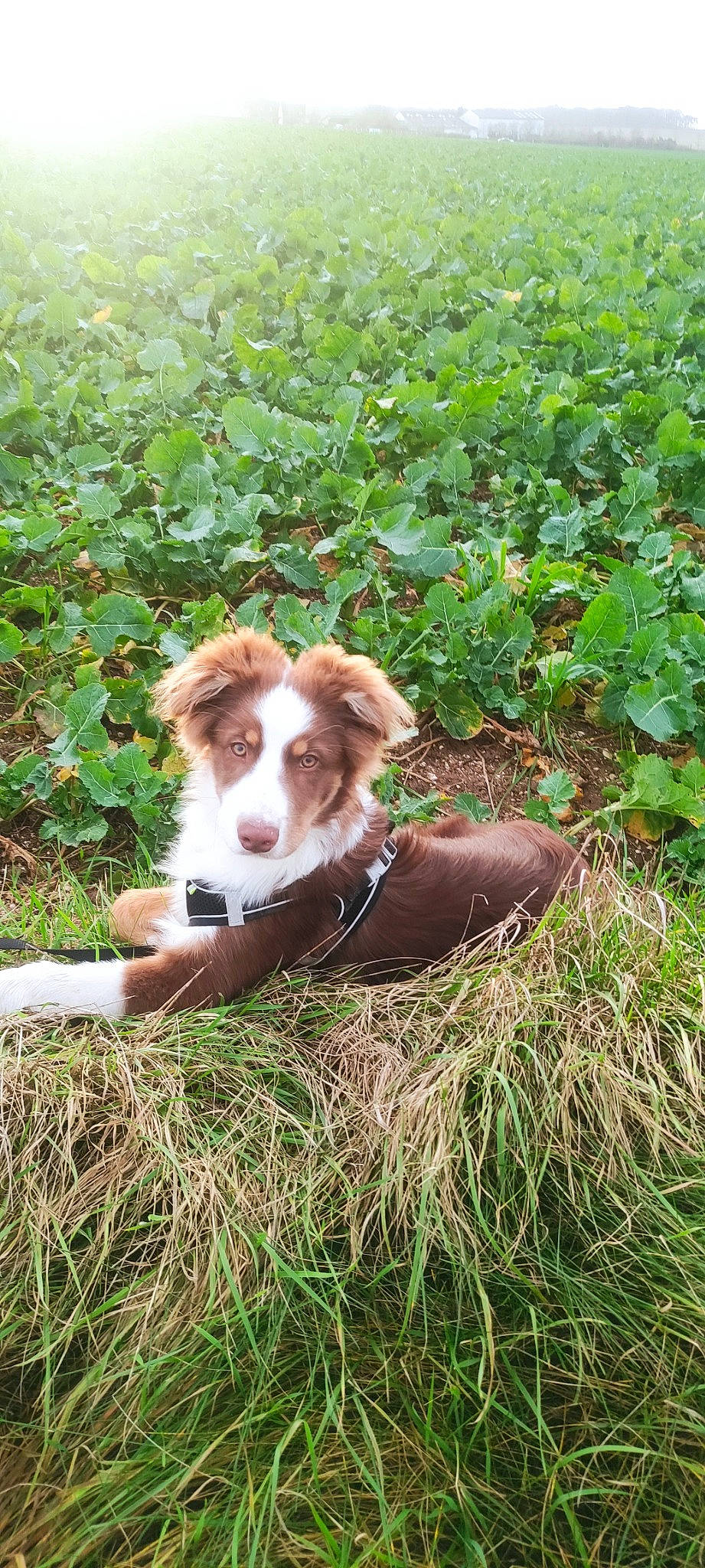 Taiko participe au concours pour gagner de l'argent avec cette photo : brittany, canidae, carnivore, companion_dog, dog, dog_breed, fawn, grass, groundcover, herding_dog, hunting_dog, liver, pasture, plant, soil, sporting_group, tail, terrestrial_animal, working_animal, working_dog