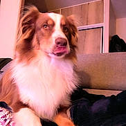 Taiko a rejoint le concours — aidez-le/la à gagner de superbes lots ! accessories, animal, architecture, bag, building, canine, collie, couch, cushion, dog, furniture, handbag, head, husky, indoors, livingroom, person, pet, puppy, room