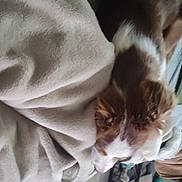 Taiiko a rejoint le concours — aidez-le/la à gagner de superbes lots ! bedding, canidae, comfort, companion_dog, dog, dog_breed, felidae, fur, human_leg, linens, nap, small_to_medium_sized_cats, sporting_group, tail, vehicle_door, wood, working_animal