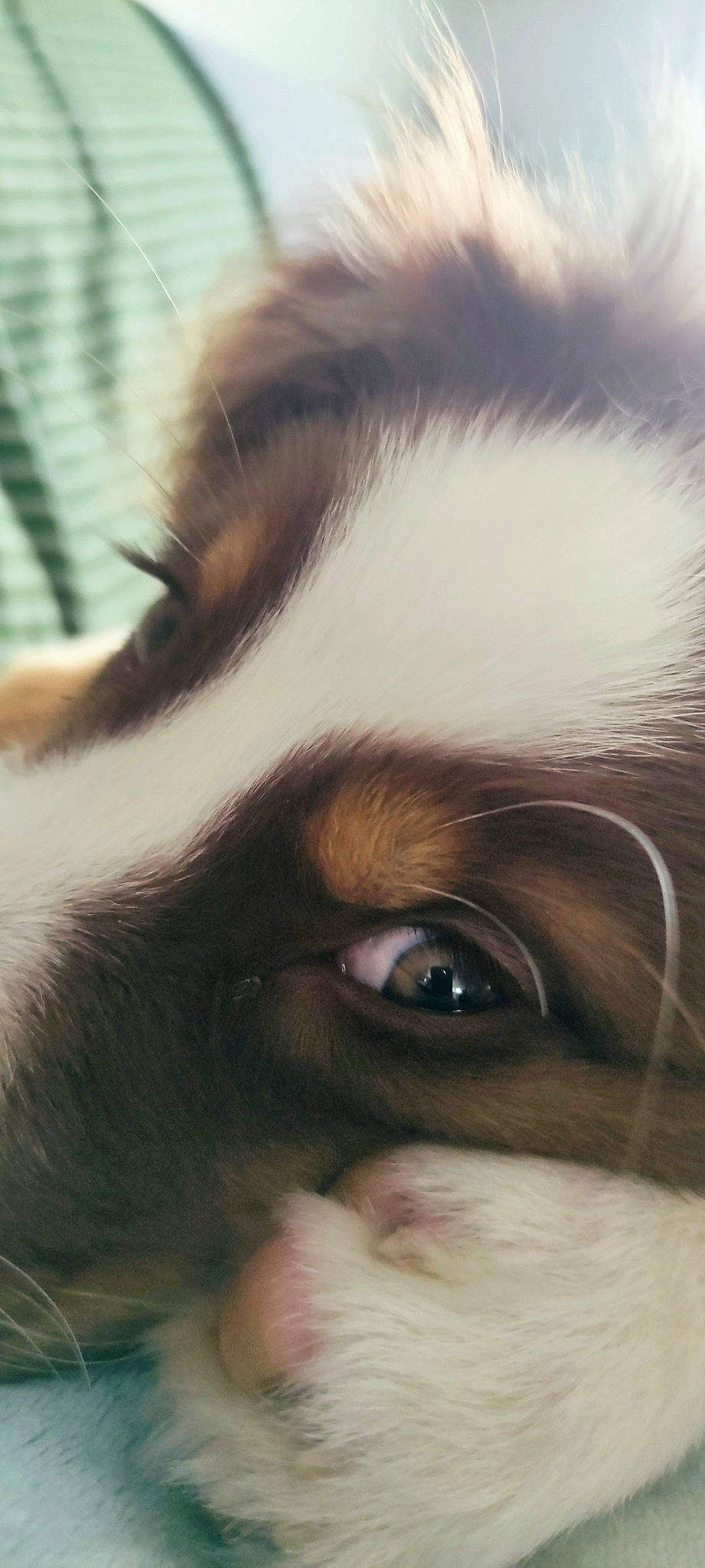 Taiiko a rejoint le concours — aidez-le/la à gagner de superbes lots ! carnivore, close_up, companion_dog, dog, dog_breed, ear, eyelash, fawn, felidae, fur, iris, liver, nose, selfie, small_to_medium_sized_cats, snout, sporting_group, whiskers, working_animal