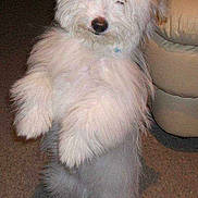 Igloo a rejoint le concours — aidez-le/la à gagner de superbes lots !