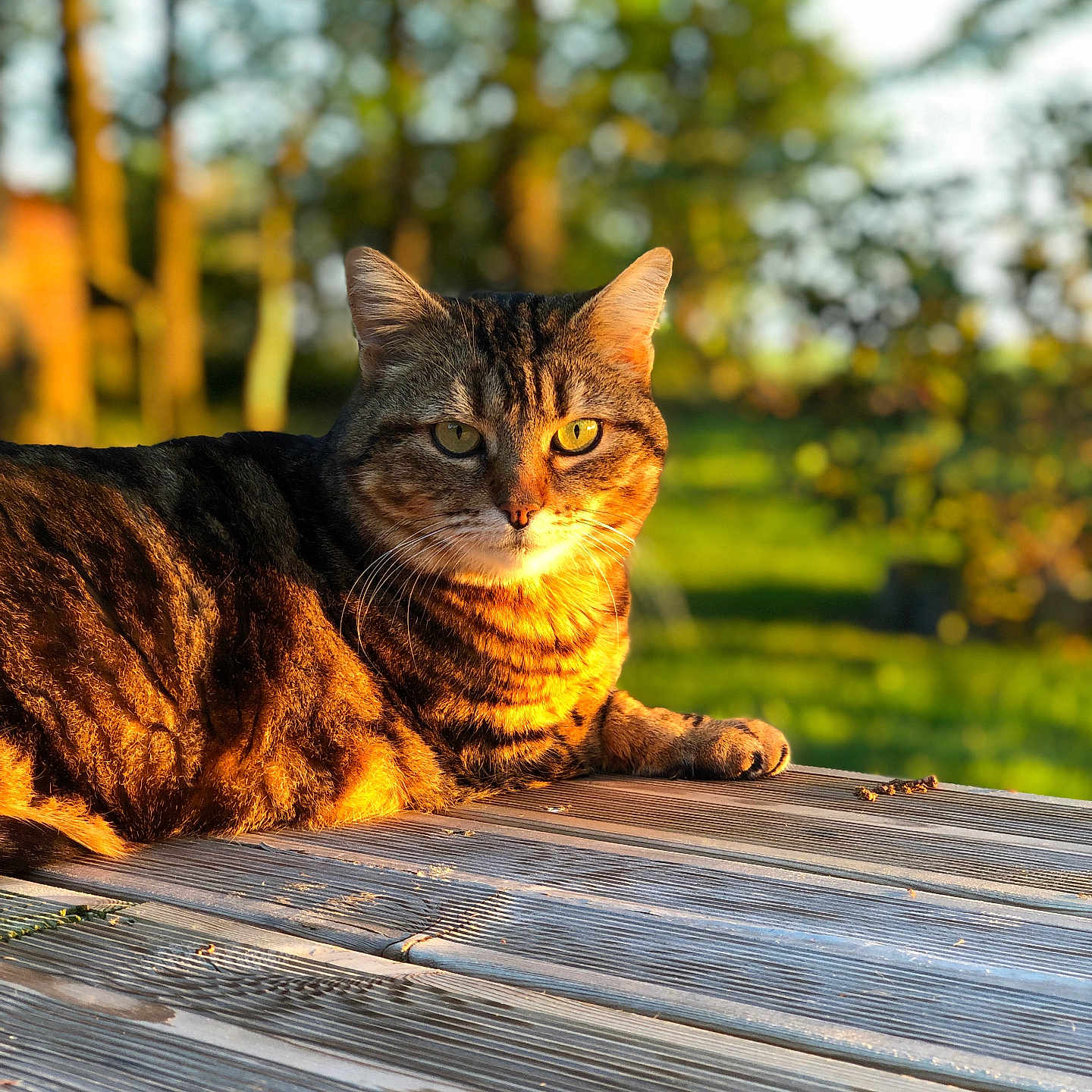 Musique a rejoint le concours — aidez-le/la à gagner de superbes lots ! animal, blurred_background, cat, daylight, ears, eyes, feline, fur, golden_hour, greenery, mammal, nature, outdoor, pet, relaxing, resting, sunlight, tabby, whiskers, wooden_deck