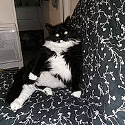 Choupinette a rejoint le concours — aidez-le/la à gagner de superbes lots ! animal, black_and_white, blanket, cat, couch, cozy, cute, domestic_cat, feline, fluffy, fur, home, indoor, pattern, pet, relaxed, resting, sitting, tuxedo_cat, whiskers