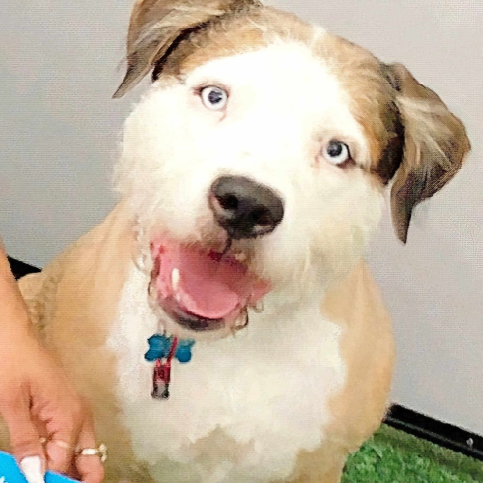 Shakespeare joined the competition — help win amazing prizes! animal, blue_eyes, brown_and_white, canine, close_up, collar, cute, dog, expression, fur, grass, happy, human_hand, indoor, looking_at_camera, open_mouth, pet, playful, portrait, tag