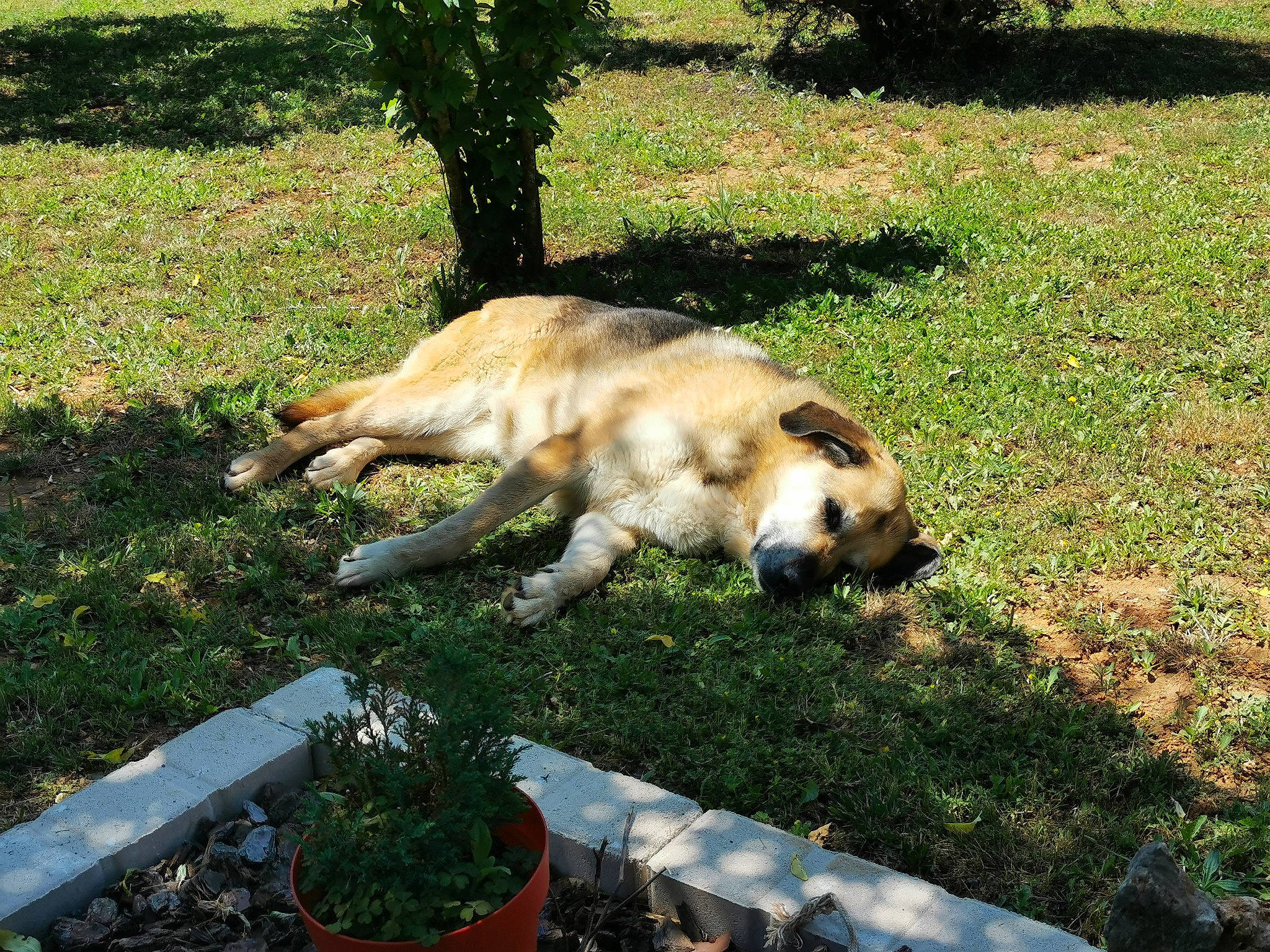Chaina a rejoint le concours — aidez-le/la à gagner de superbes lots ! canidae, carnivore, companion_dog, dog, dog_breed, fawn, flowerpot, grass, grass_family, groundcover, herb, houseplant, lawn, shade, shadow, snout, sporting_group, tail, working_dog, yard