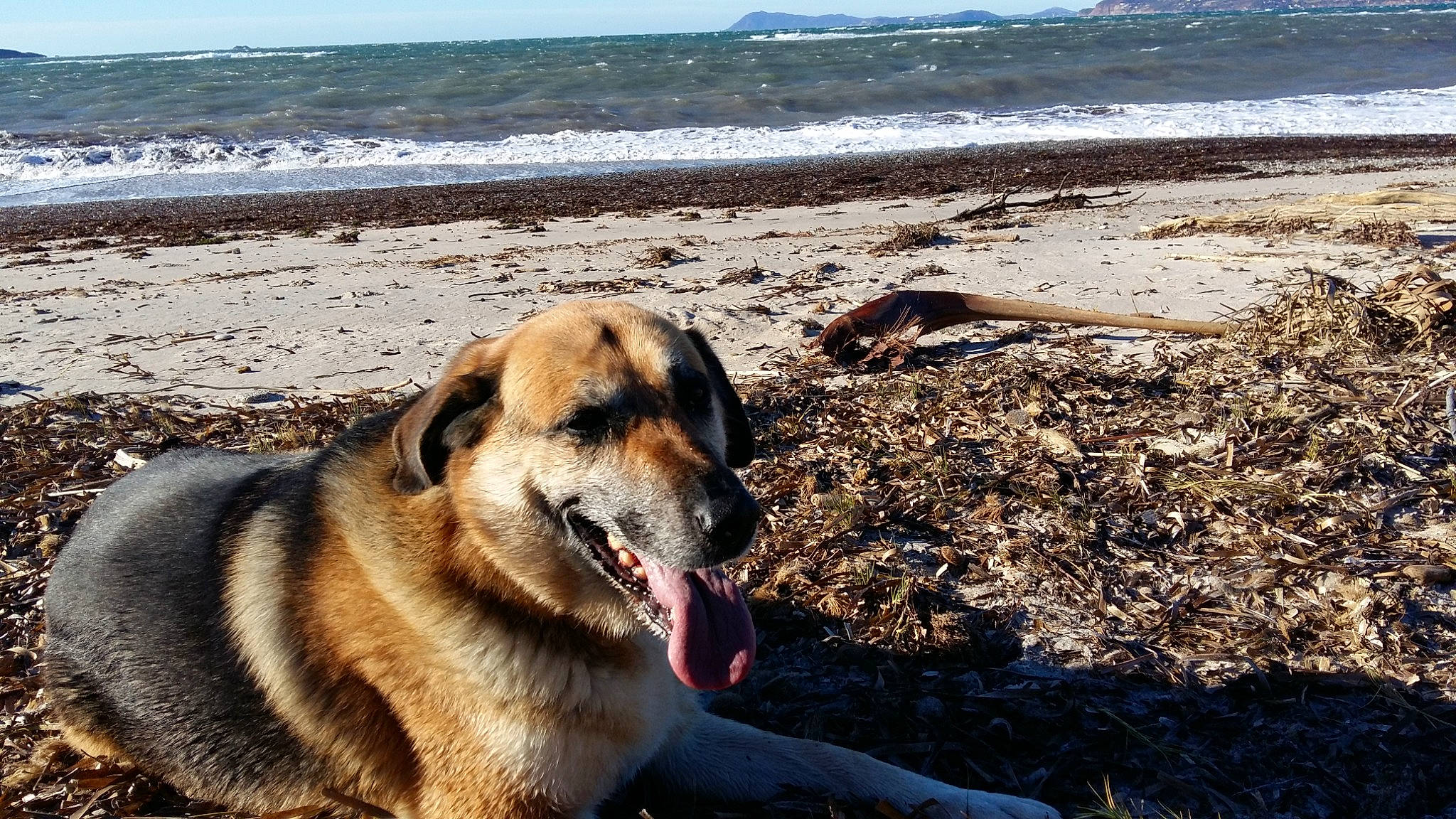 Chaina a rejoint le concours — aidez-le/la à gagner de superbes lots ! bay, beach, canidae, carnivore, coast, coastal_and_oceanic_landforms, dog, dog_breed, fawn, ocean, sand, sea, shore, snout, tide, tongue, tropics, wave, wind_wave, working_animal