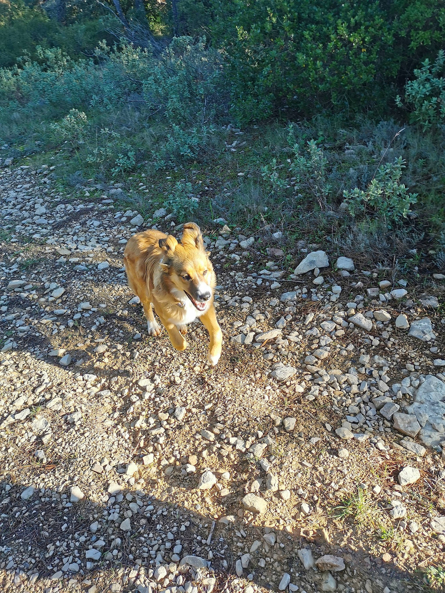 Roxy participe au concours pour gagner de l'argent avec cette photo : autumn, canidae, carnivore, companion_dog, deciduous, dog, dog_breed, fawn, lion, mammal, woodland, working_dog