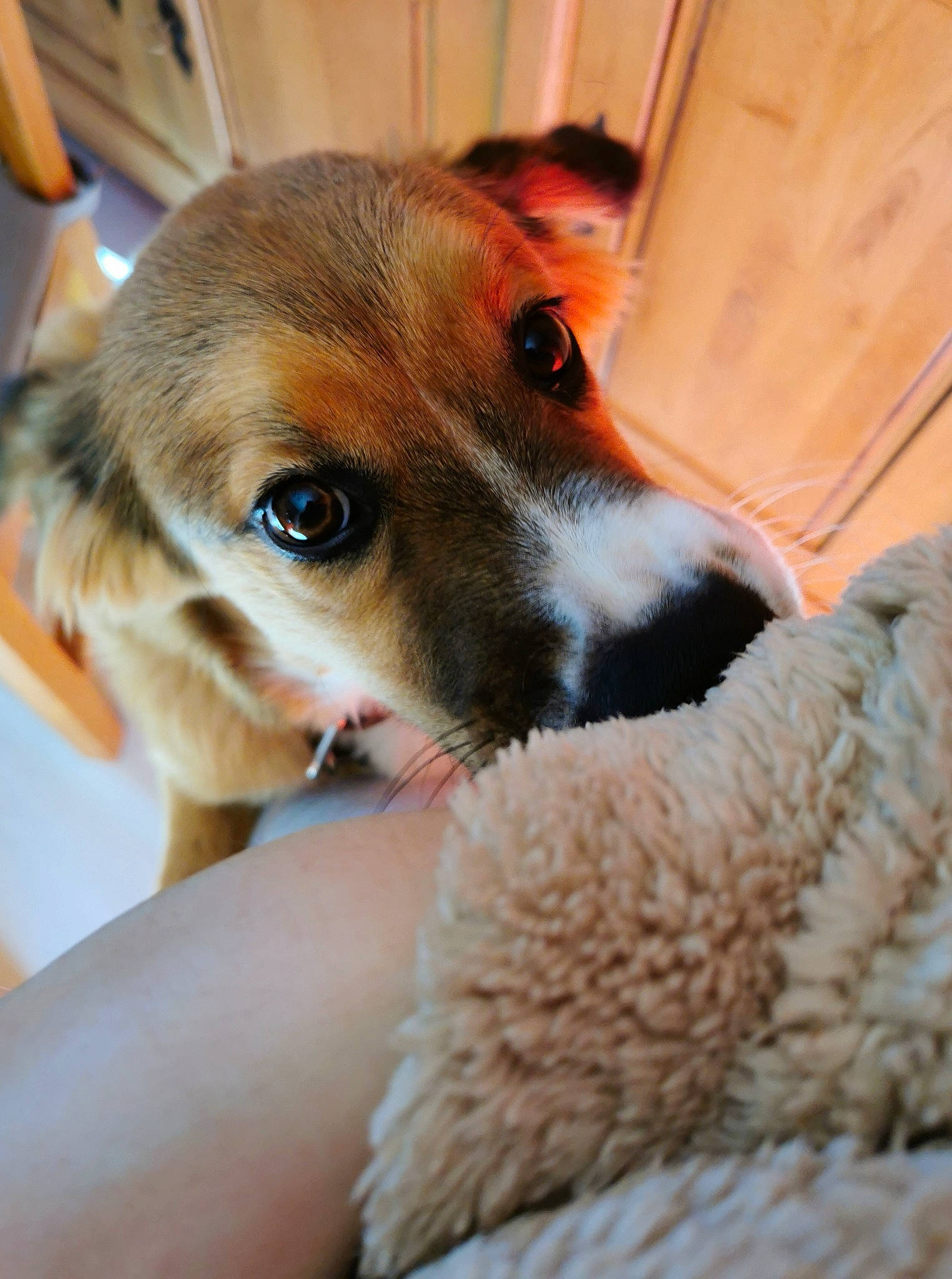 Roxy a rejoint le concours — aidez-le/la à gagner de superbes lots ! canidae, carnivore, comfort, companion_dog, dog, dog_breed, fawn, fur, snout, sporting_group, vertebrate, whiskers, working_animal, working_dog