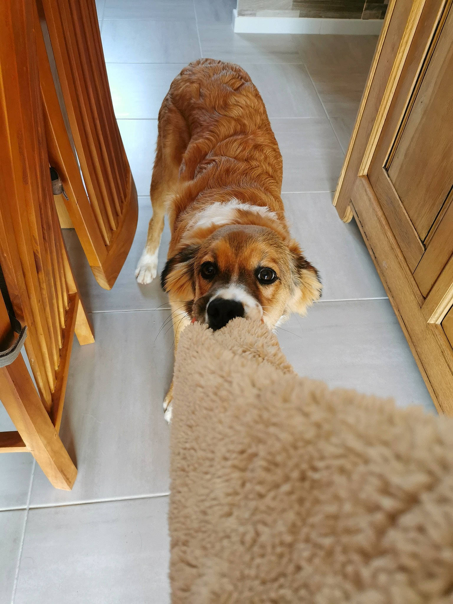 Roxy participe au concours pour gagner de l'argent avec cette photo : brown, cabinetry, canidae, carnivore, companion_dog, dog, dog_breed, dog_supply, fawn, flooring, fur, liver, pet_supply, plywood, snout, sporting_group, tan, vertebrate, wood_stain, working_animal