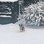 Ubbel participe au concours pour gagner de l'argent avec cette photo : animal, backyard, bush, canine, cold, daylight, dog, fence, fur, nature, outdoor, pet, plant, playful, puppy, running, small_dog, snow, winter, young_dog