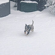 Ubbel a rejoint le concours — aidez-le/la à gagner de superbes lots ! animal, backyard, cold, daytime, dog, frozen, fur, furniture, joyful, nature, outdoor, pet, plants, playful, puppy, running, small, snow, white, winter