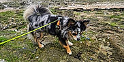 Ubbel a rejoint le concours — aidez-le/la à gagner de superbes lots ! animal, beach, boats, cloudy_sky, coast, curious, daytime, dog, leash, moss, nature, outdoor, pet, rocks, sea, shore, small_dog, sniffing, walking, water