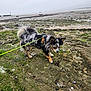 animal, beach, boats, cloudy_sky, coast, curious, daytime, dog, leash, moss, nature, outdoor, pet, rocks, sea, shore, small_dog, sniffing, walking, water