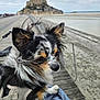 Ubbel a rejoint le concours — aidez-le/la à gagner de superbes lots ! animal, black_and_white, boardwalk, castle, cloudy_sky, dog, fur, harness, historic_building, leash, long_hair, nature, outdoor, pet, portrait, scenic, small_dog, tan_markings, travel, water