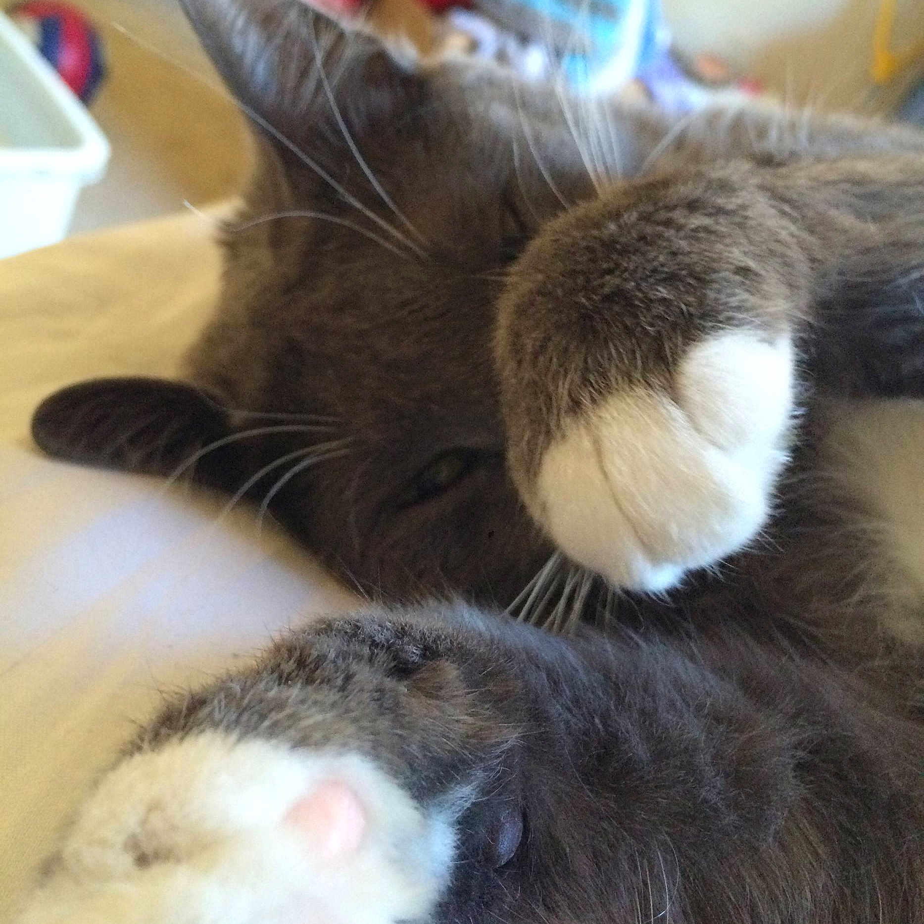 Ziggy is registered to the contest to win money with this photo: