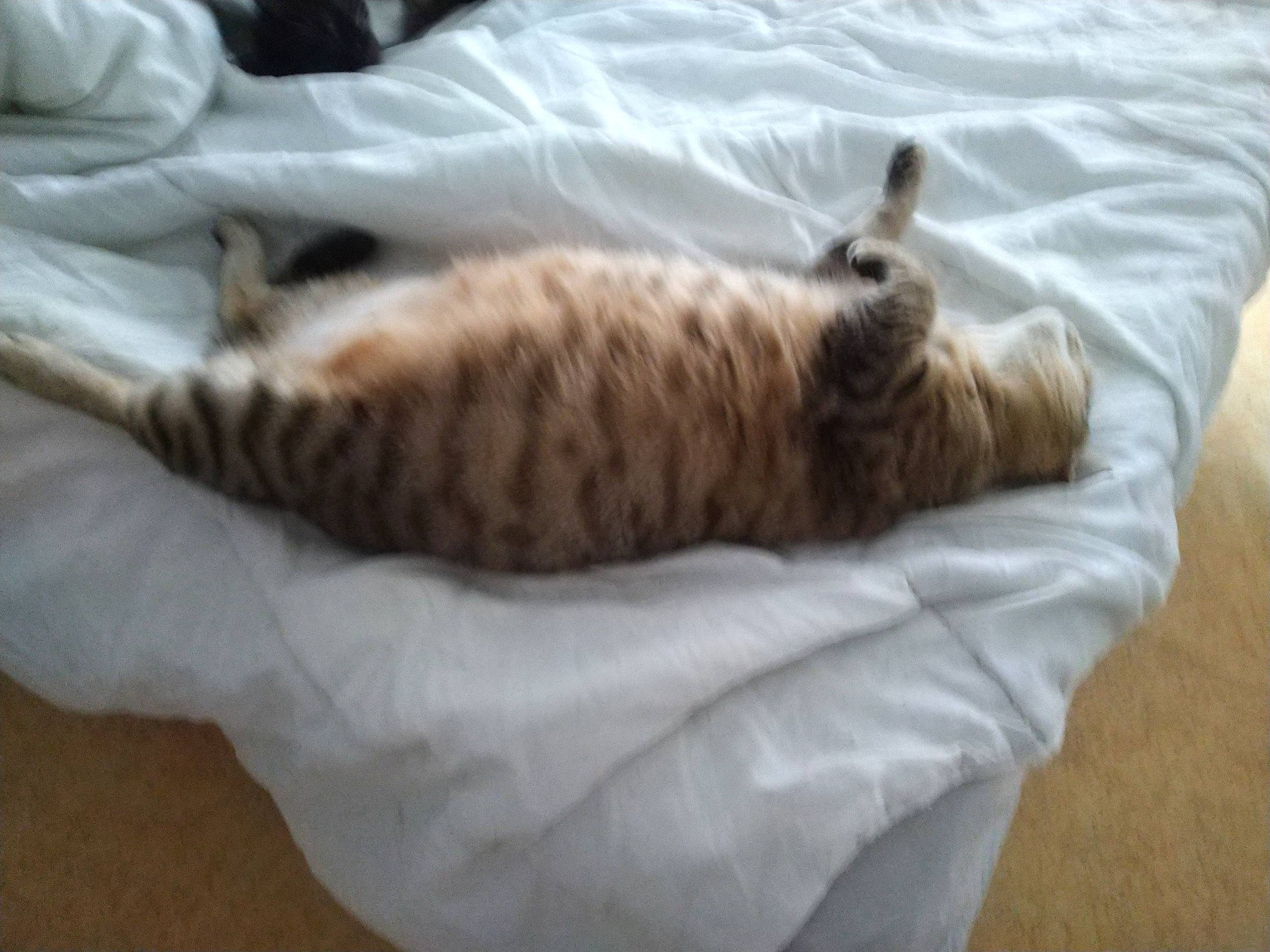 Chichi participe au concours pour gagner de l'argent avec cette photo : bed, canidae, carnivore, cat, claw, comfort, domestic_short_haired_cat, duvet, fawn, felidae, fur, hardwood, linens, paw, small_to_medium_sized_cats, sporting_group, tail, terrestrial_animal, whiskers, wood