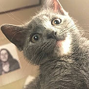 Fifi joined the competition — help win amazing prizes! cat, kitten, gray_fur, close_up, whiskers, curious, indoor, pet, feline, animal, portrait, soft_fur, ears, eyes, nose, head_tilt, domestic_cat, young_cat, cute, furry