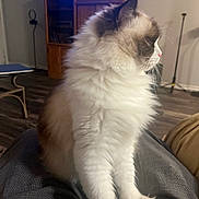Sassy is registered to the contest to win money with this photo: cat, fluffy, pet, indoor, living_room, furniture, wooden_cabinet, floor, domestic_animal, side_view, sitting, white_fur, brown_fur, pink_nose, whiskers, cozy, relaxed, person_lap, home, animal
