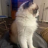 cat, fluffy, pet, indoor, living_room, furniture, wooden_cabinet, floor, domestic_animal, side_view, sitting, white_fur, brown_fur, pink_nose, whiskers, cozy, relaxed, person_lap, home, animal