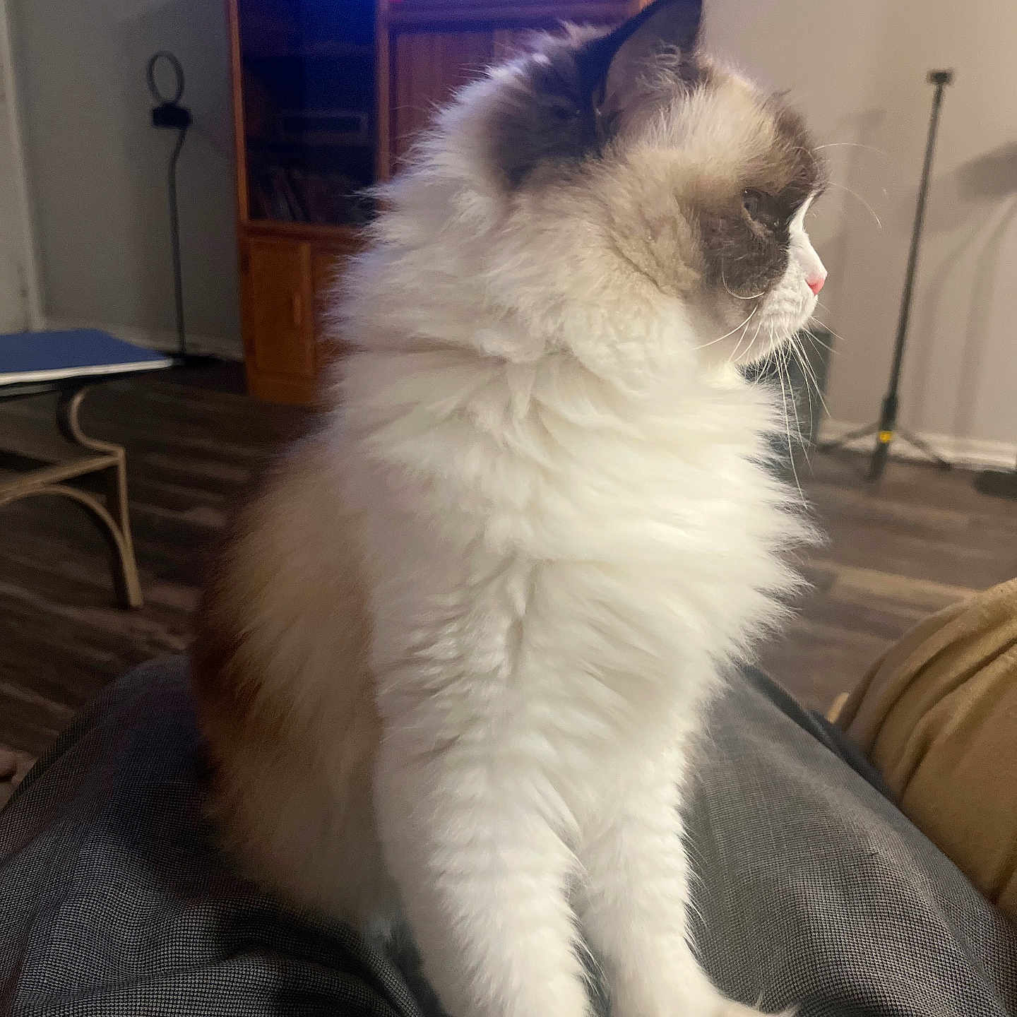 Sassy is registered to the contest to win money with this photo: cat, fluffy, pet, indoor, living_room, furniture, wooden_cabinet, floor, domestic_animal, side_view, sitting, white_fur, brown_fur, pink_nose, whiskers, cozy, relaxed, person_lap, home, animal