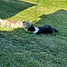cat, cats, grass, outdoor, sunlight, shadow, pet, animal, nature, playful, relaxing, daytime, feline, two_animals, greenery, summer, cute, lying_down, mammal, domestic_animal