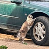 Bastet joined the competition — help win amazing prizes! cat, car, tire, green_car, outdoor, dirt, curious, feline, animal, pet, wheel, vehicle, sideview, daylight, nature, grass, scratching, domestic_cat, furry, standing