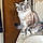 Bastet