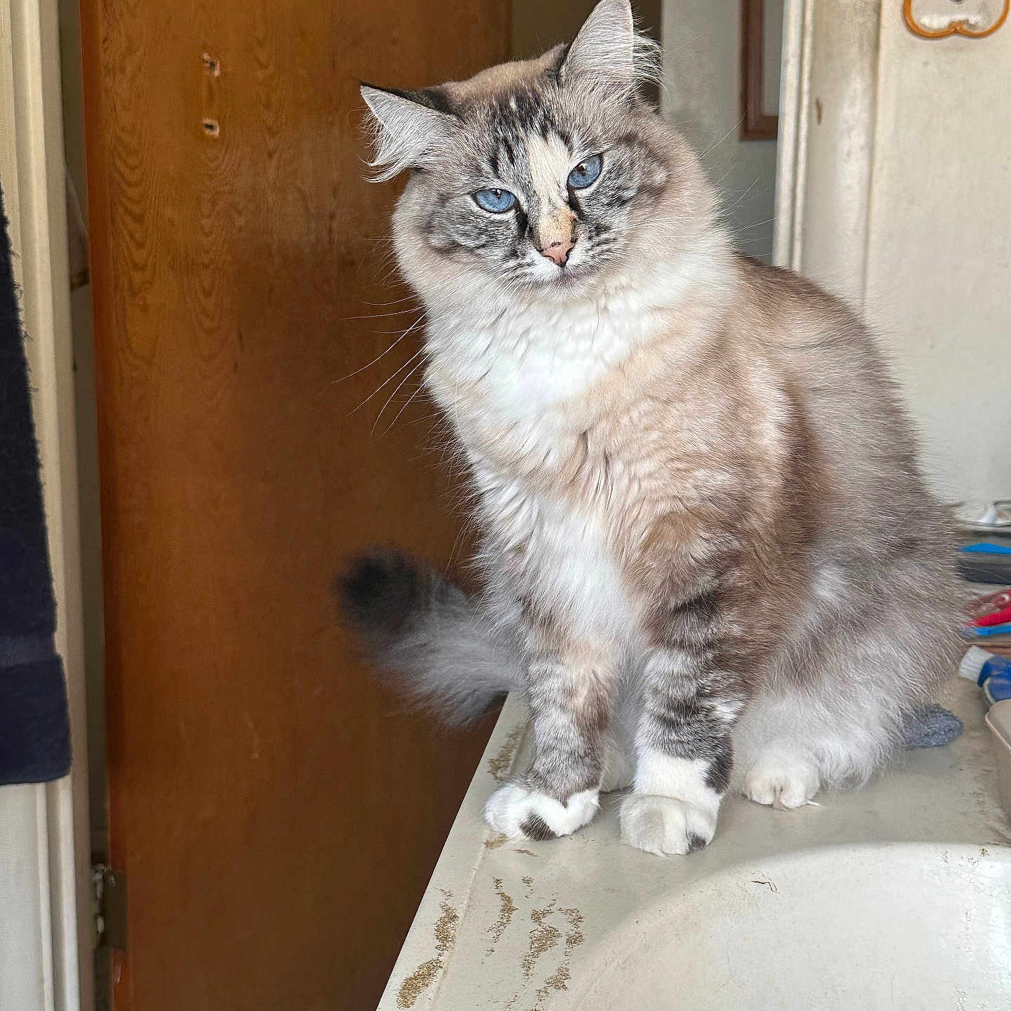 Bastet is registered to the contest to win money with this photo: cat, blue_eyes, fluffy_fur, sitting, bathroom_sink, countertop, wooden_door, light_switch, indoor, pet, curious, feline, domestic_animal, whiskers, tail, fur_pattern, close_up, household, cute, portrait