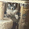 cat, cat_tree, furniture, rope, carpet, indoor, pet, animal, fluffy, blue_eyes, scratched, relaxed, resting, closeup, feline, domestic_animal, soft_focus, home, playful, scratching_post