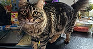 Smoky participe au concours pour gagner de l'argent avec cette photo : animal, background, cat, counter, curious, domestic, ears, face, fluffy_tail, food_container, furniture, houseplant, indoor, kitchen, laptop, paws, pet, tabby, whiskers, wide_eyes