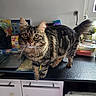 animal, background, cat, counter, curious, domestic, ears, face, fluffy_tail, food_container, furniture, houseplant, indoor, kitchen, laptop, paws, pet, tabby, whiskers, wide_eyes