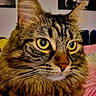 animal, background_blur, cat, close_up, cute, domestic_cat, ears, face, feline, fluffy_fur, focused, fur_texture, indoor, nose, pet, portrait, soft_lighting, tabby, whiskers, yellow_eyes
